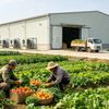 Kho lạnh về sát vùng trồng, nông sản có thêm thời gian để bán
