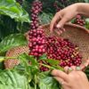Giá cà phê hôm nay 23/9: Trong nước giảm 800 đồng/kg, xuất khẩu vẫn đứng trước nhiều sức ép