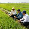 Từ giống đến hạt gạo: Chuẩn hóa từng khâu để giữ chất lượng