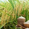 Giá lúa gạo hôm nay 24/9: Lúa tươi tăng, gạo nguyên liệu phân hóa