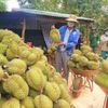 Sầu riêng Việt Nam tại Trung Quốc đối mặt thêm sức ép cạnh tranh từ Philippines
