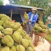 Sầu riêng Việt Nam tại Trung Quốc đối mặt thêm sức ép cạnh tranh từ Philippines