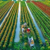 Giữ chân người trẻ: Bài toán nguồn nhân lực của nông nghiệp hiện đại
