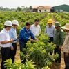 Liên kết nông dân – doanh nghiệp: Từ hợp đồng vùng nguyên liệu đến kinh nghiệm góp đất