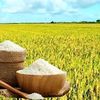 Giá lúa gạo hôm nay 28/9: Thị trường giữ ổn định, lúa Thu Đông tăng nguồn cung