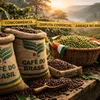 Brazil dự báo sản lượng cà phê kỷ lục, giá thế giới chịu sức ép