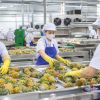 Hết mùa vẫn chạy máy: Doanh nghiệp nông thôn hướng tới sản xuất quanh năm