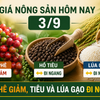Giá nông sản hôm nay 3/9: Cà phê tiếp tục giảm, tiêu và lúa gạo ổn định