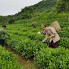 Đề xuất hỗ trợ tối đa 80% chi phí phát triển vùng nguyên liệu