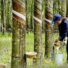 Giá cao su hôm nay 30/9: Thị trường thế giới biến động trái chiều, giá trong nước ổn định