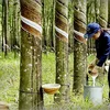 Giá cao su hôm nay 30/9: Thị trường thế giới biến động trái chiều, giá trong nước ổn định