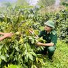Quảng Trị nâng tầm OCOP từ vùng nguyên liệu đến chuỗi giá trị