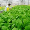 Nông nghiệp Đà Nẵng chuyển mình theo hướng xanh, an toàn và bền vững