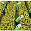 ENERGY POTENTIAL AND FUEL CHARACTERISTICS OF DURIAN   (DURIO ZIBETHINUS L.) PEEL AS A LIGNOCELLULOSIC BIOMASS   FEEDSTOCK