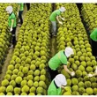 ENERGY POTENTIAL AND FUEL CHARACTERISTICS OF DURIAN   (DURIO ZIBETHINUS L.) PEEL AS A LIGNOCELLULOSIC BIOMASS   FEEDSTOCK