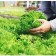 NGHIÊN CỨU  TÍNH TOÁN THIẾT KẾ LỒNG QUAY CỦA  MÔ HÌNH MÁY LY TÂM CHO RAU CẮT TƯƠI  DẠNG MẺ