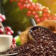 TIỀM NĂNG SỬ DỤNG VỎ QUẢ CÀ PHÊ (CASCARA)  TẠI TỈNH SƠN LA (VIỆT NAM)  ĐỂ CHẾ BIẾN TRÀ VÀ CÀ PHÊ TỪ CASCARA