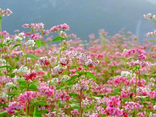 Hà Giang vào mùa tam giác mạch: Sắc hoa giữa cao nguyên đá