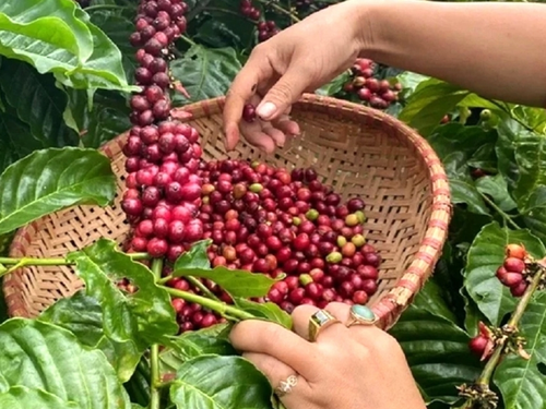 Giá cà phê hôm nay 1/10: Trong nước giảm nhẹ, Robusta và Arabica đồng loạt tăng