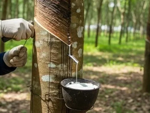 Giá cao su ngày 1/10 đồng loạt giảm, thị trường trong nước ổn định