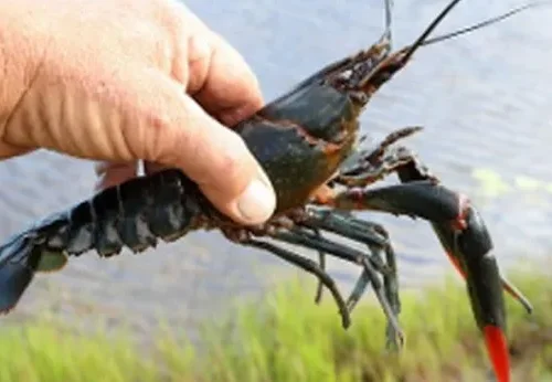 Trung Quốc nuôi tôm càng đỏ Australia giữa sa mạc Tân Cương, thu hoạch 300 kg mỗi ngày