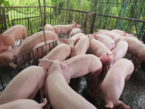 Giá heo hơi hôm nay 5/10: Cả ba miền giảm sâu, giá thấp nhất 54.000 đồng/kg
