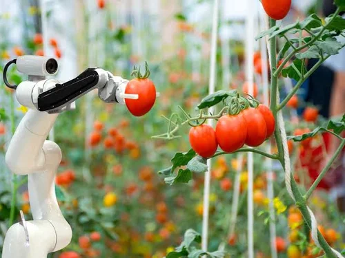 Nông nghiệp công nghệ cao: Từ áp lực chuyển đổi đến bài toán hiệu quả đầu tư