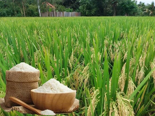 Giá lúa gạo hôm nay 5/10: Thị trường ĐBSCL ổn định, giá xuất khẩu đi ngang