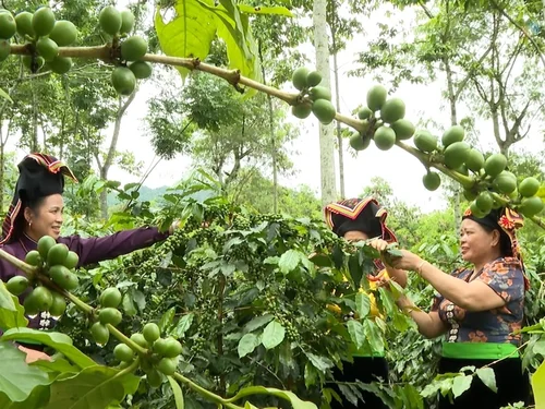 Điện Biên: Từ mở rộng vùng trồng đến phát triển nông nghiệp xanh