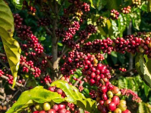 Giá cà phê hôm nay 7/10: Thị trường thế giới tăng nhẹ, trong nước đi ngang