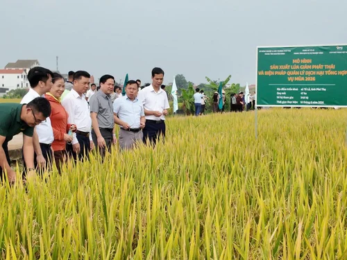 Trung tâm Khuyến nông tỉnh Phú Thọ: Đổi mới tư duy, kiến tạo giá trị bền vững cho nông nghiệp đất Tổ