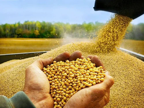 Giá đậu tương thế giới tăng mạnh trước áp lực thu hoạch tại Mỹ và nhu cầu Trung Quốc