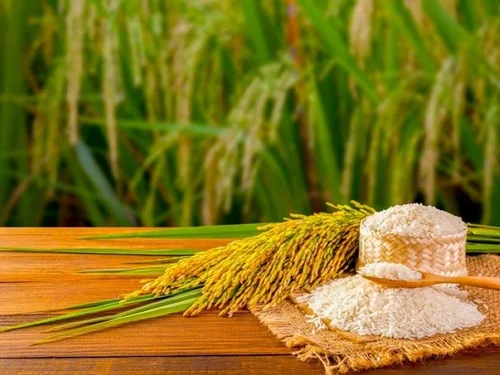 Giá lúa gạo hôm nay 9/10/2026: Gạo nguyên liệu giảm nhẹ, Philippines có thể tăng nhập khẩu