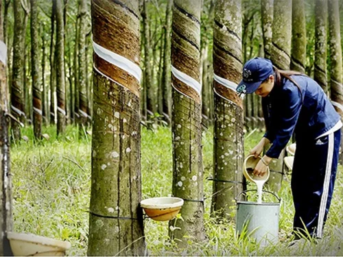 Cao su Việt Nam giảm thị phần tại Trung Quốc, áp lực cạnh tranh gia tăng