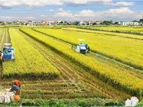 Thái Bình: Xây dựng nông thôn mới từ nền tảng sản xuất nông nghiệp hiện đại