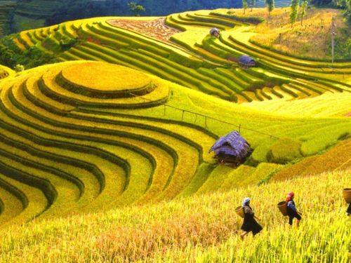 Khoa học công nghệ nâng tầm nông sản Điện Biên: Từ sản xuất truyền thống đến giá trị bền vững