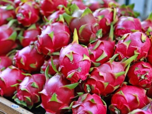 MÙA THANH LONG RỰC SÁNG: NÔNG DÂN KỲ VỌNG VÀO VỤ QUẢ ĐẦY TRIỂN VỌNG