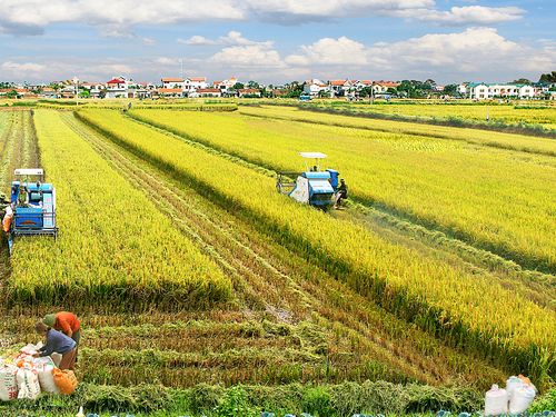 Nông nghiệp Việt Nam trước ngã rẽ mới: Chuyển mình để tồn tại và phát triển bền vững