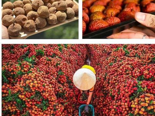 THỰC TRẠNG CÔNG NGHỆ SẤY VẢI THIỀU VÀ MÔ HÌNH SẤY ĐỐI LƯU CƯỠNG BỨC SỬ DỤNG NHIỆT GIÁN TIẾP TỪ NHIÊN LIỆU SINH KHỐI TẠI KHU VỰC PHÍA BẮC