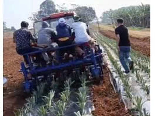 KẾT QUẢ NGHIÊN CỨU MÁY TRỒNG DỨA 4 HÀNG KẾT HỢP  PHỦ NI LÔNG Ở VIỆT NAM
