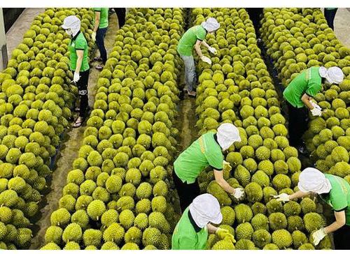 ENERGY POTENTIAL AND FUEL CHARACTERISTICS OF DURIAN   (DURIO ZIBETHINUS L.) PEEL AS A LIGNOCELLULOSIC BIOMASS   FEEDSTOCK