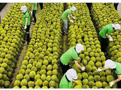 ENERGY POTENTIAL AND FUEL CHARACTERISTICS OF DURIAN   (DURIO ZIBETHINUS L.) PEEL AS A LIGNOCELLULOSIC BIOMASS   FEEDSTOCK