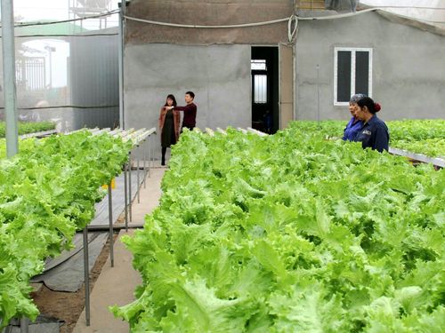 Kinh tế tập thể thúc đẩy liên kết chuỗi nông nghiệp an toàn tại Thanh Trì
