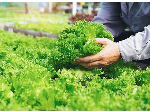 NGHIÊN CỨU  TÍNH TOÁN THIẾT KẾ LỒNG QUAY CỦA  MÔ HÌNH MÁY LY TÂM CHO RAU CẮT TƯƠI  DẠNG MẺ