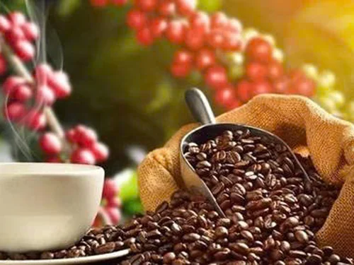 TIỀM NĂNG SỬ DỤNG VỎ QUẢ CÀ PHÊ (CASCARA)  TẠI TỈNH SƠN LA (VIỆT NAM)  ĐỂ CHẾ BIẾN TRÀ VÀ CÀ PHÊ TỪ CASCARA