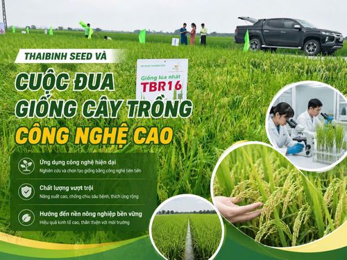 ThaiBinh Seed và cuộc đua giống cây trồng công nghệ cao