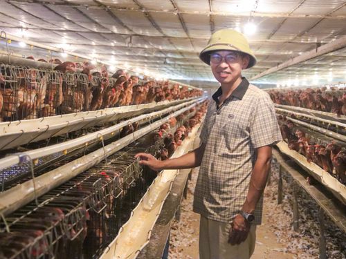 Người nông dân Vũ Văn Hổ và hành trình đưa trứng gà quê chinh phục thị trường siêu thị