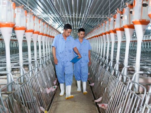 BAF Việt Nam đạt gần 1.800 tỷ đồng doanh thu quý I, tăng tốc mở rộng đàn heo