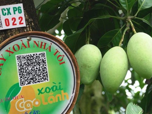 Hợp tác xã ĐBSCL chuyển mình nhờ công nghệ số: Mở lối cho nông nghiệp hiện đại và xuất khẩu bền vững