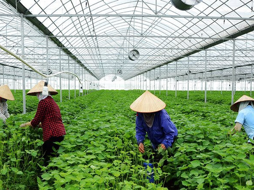Nông nghiệp tuần hoàn: Hướng đi tạo giá trị bền vững cho kinh tế nông thôn